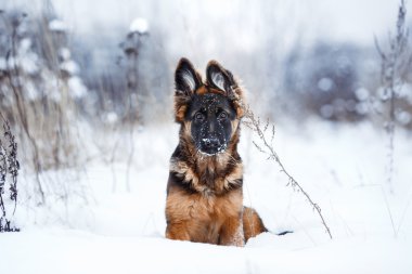 köpek doğurmak Alman çoban yürüyüş 