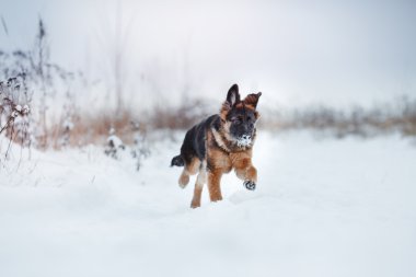köpek doğurmak Alman çoban yürüyüş 