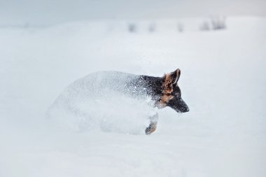 köpek doğurmak Alman çoban yürüyüş 