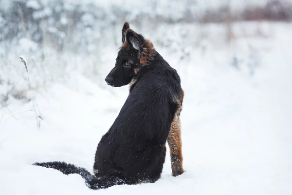 Puppy breed German Shepherd walking — Stock Photo, Image