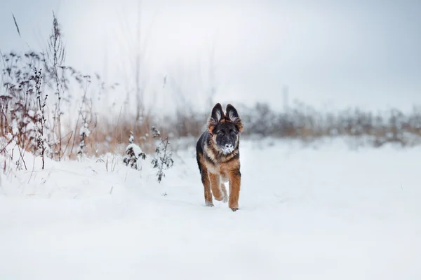 Puppy RAS Duitse herder wandelen — Stockfoto