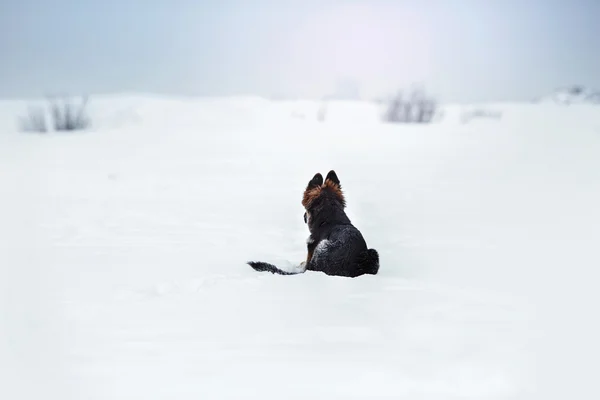 Welpen Rasse Deutscher Schäferhund Wandern — Stockfoto