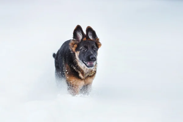 Köpek doğurmak Alman çoban yürüyüş — Stok fotoğraf