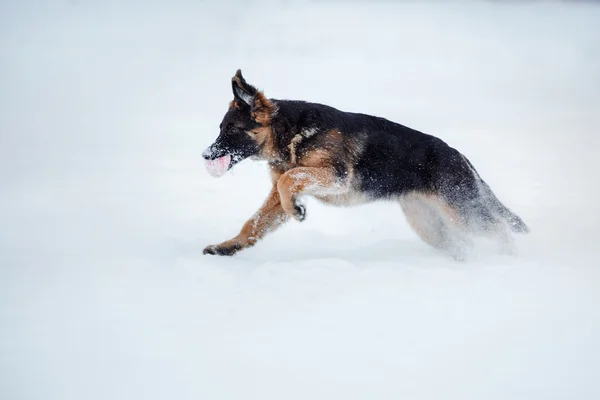 Cucciolo razza pastore tedesco a piedi — Foto Stock