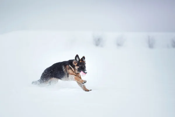Köpek doğurmak Alman çoban yürüyüş — Stok fotoğraf