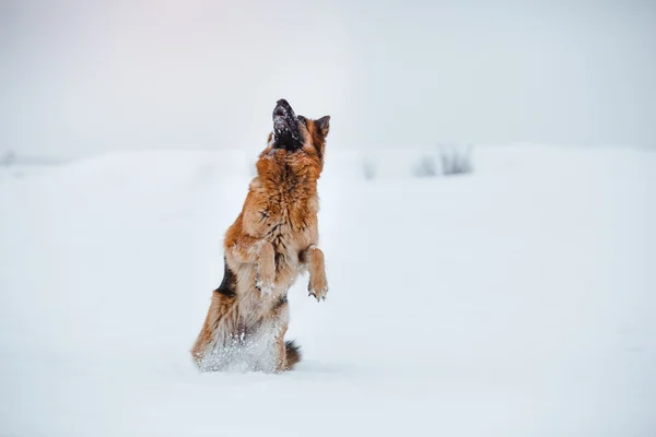 Породы собак Немецкая овчарка — стоковое фото