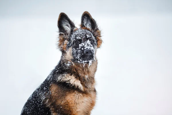 子犬繁殖のジャーマン ・ シェパードを歩く — ストック写真