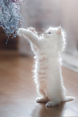  Ragdoll mavi nokta yavru kedi