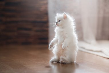  Ragdoll mavi nokta yavru kedi