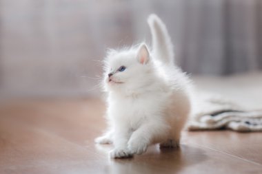  Ragdoll mavi nokta yavru kedi
