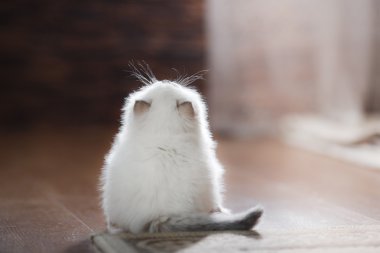  Ragdoll mavi nokta yavru kedi