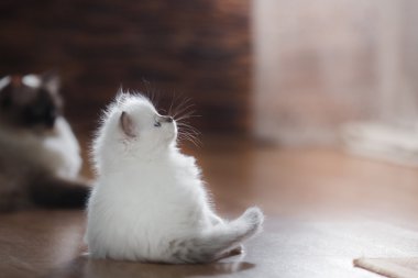  Ragdoll mavi nokta yavru kedi