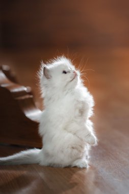  Ragdoll mavi nokta yavru kedi