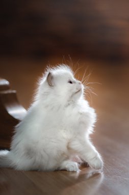  Ragdoll mavi nokta yavru kedi