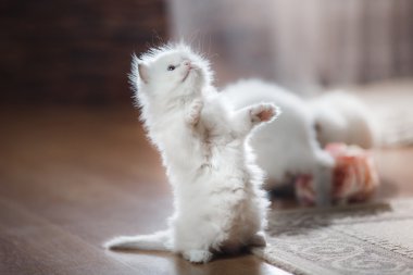  Ragdoll mavi nokta yavru kedi