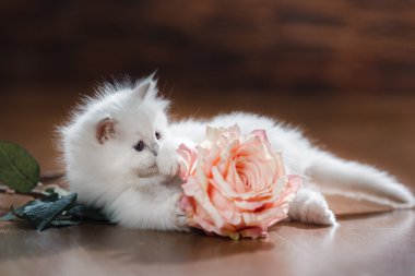  Ragdoll mavi nokta yavru kedi