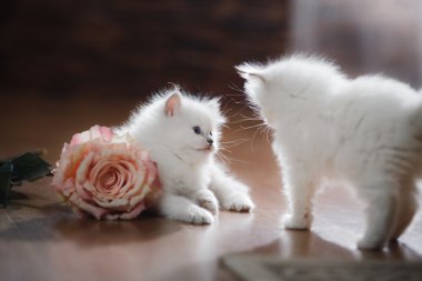  Ragdoll mavi nokta iki küçük yavru kedi