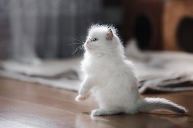 Ragdoll mavi nokta yavru kedi