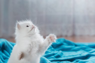  Ragdoll mavi nokta yavru kedi