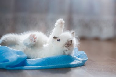  Ragdoll mavi nokta küçük kedicik