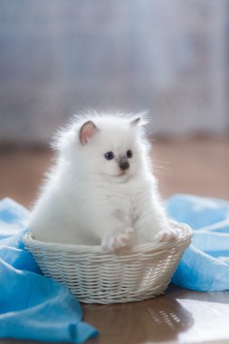  Ragdoll mavi nokta yavru kedi