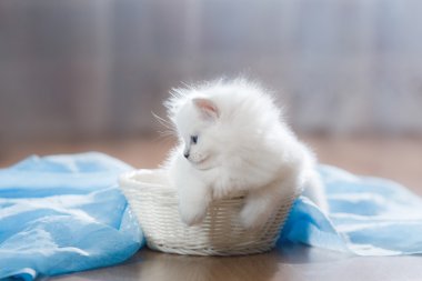  Ragdoll mavi nokta yavru kedi