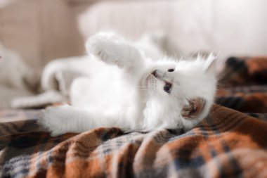  Ragdoll mavi nokta yavru kedi