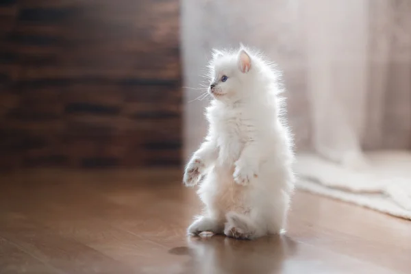 Ragdoll ponto azul gatinho — Fotografia de Stock