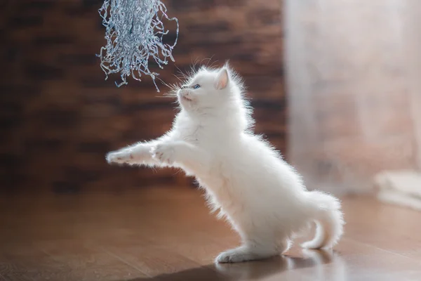 Ragdoll ponto azul gatinho — Fotografia de Stock