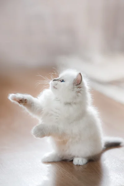 Ragdoll ponto azul gatinho — Fotografia de Stock