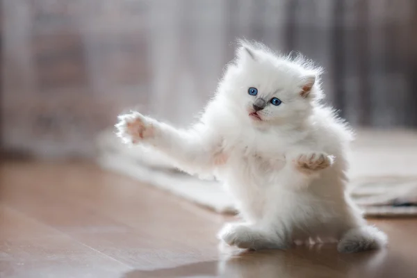 Ragdoll chaton point bleu — Photo