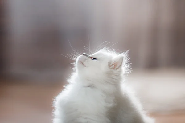 Ragdoll blue point kitten — Stock Photo, Image