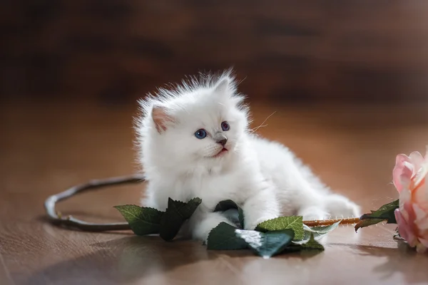 Ragdoll blue point kitten — Stockfoto