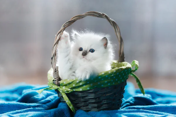 Ragdoll mavi nokta yavru kedi — Stok fotoğraf
