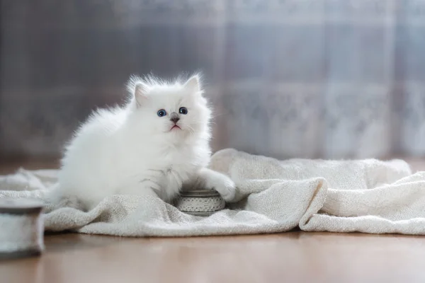 Голубой котенок — стоковое фото