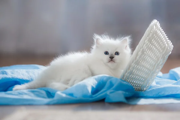 Ragdoll blå punkt kattunge — Stockfoto