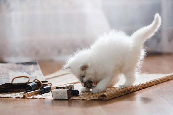 Ragdoll blue point kitten — Stock Photo, Image