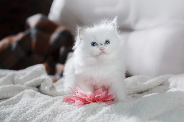 Ragdoll синьою точкою кошеня — стокове фото