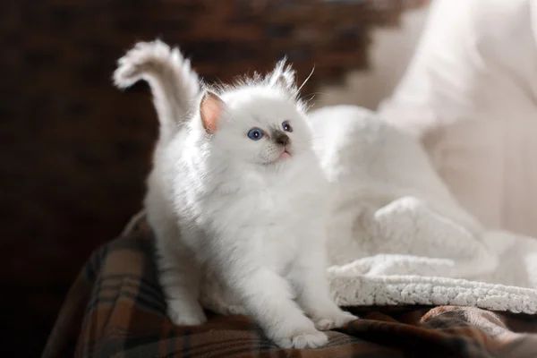 Ragdoll ponto azul gatinho — Fotografia de Stock