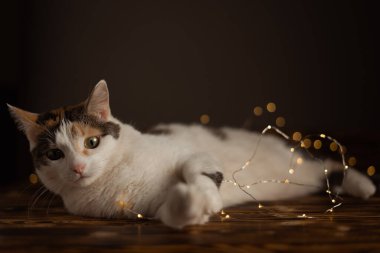 Çok renkli benekleri ve düşünceli bakışları olan beyaz bir kedi çelengin yanında yatıyor. Noel çelengi takan kedi.