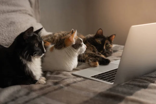 Tres Gatos Están Tumbados Frente Laptop Trabajo Remoto Formación Línea Imágenes de stock libres de derechos