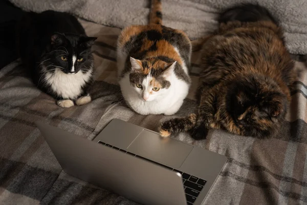 Tres Gatos Miran Pantalla Del Portátil Tres Gatos Yacen Frente Imagen de stock