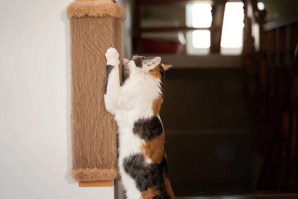 Gato Agudiza Sus Garras Poste Arañazos Colorido Gato Rojo Blanco Fotos de stock libres de derechos