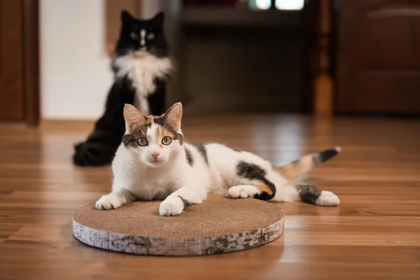 Surprised cat lies on scratching post. A tricolor cat with green eyes lies on the floor on a cardboard scratching post and looks at the camera in surprise, a black cat sits behind.