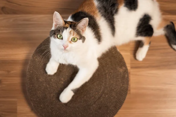 Gato Está Acostado Poste Arañazos Gato Tricolor Con Ojos Verdes Imagen de stock