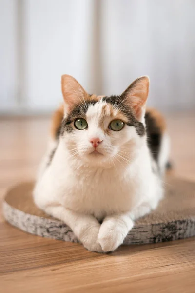 Cat is lying on a scratching post. A tricolor green-eyed cat lies on a cardboard scratching post on the floor.