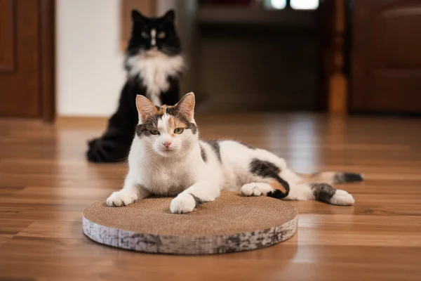 Disgruntled cat lies on a scratching post. A tricolored cat with green eyes lies on the floor on a cardboard scratching post and looks at the camera with a dissatisfied look, a black cat sits behind.
