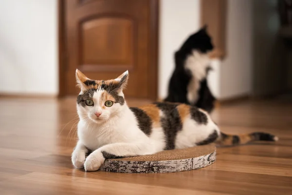 Frightened cat is lying on a scratching post. A tricolor cat with green eyes lies on the floor on a cardboard scratching post and looks scared, a black cat sits behind.