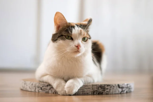 Disgruntled cat lies on a scratching post. A tricolor green-eyed cat with a dissatisfied look lies on a cardboard scratching post on the floor.