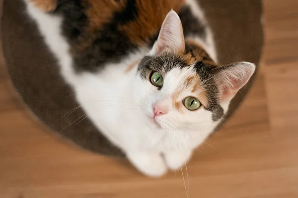 Cat lies on scratching post and looks up. A tricolor cat lies on a cardboard scratching post on the floor and looks up, top view, close-up.